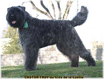 bouvier des flandres du clos de la luette - copyright déposé